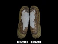 藏品(毛蟶(縊蟶泥蟶))的圖片